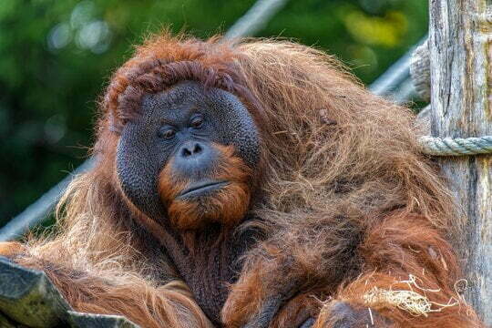 Orangutan In The Zoo